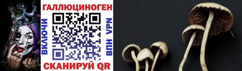 Псилоцибиновые грибы Psilocybine cubensis  гидра ссылка  Ладушкин 